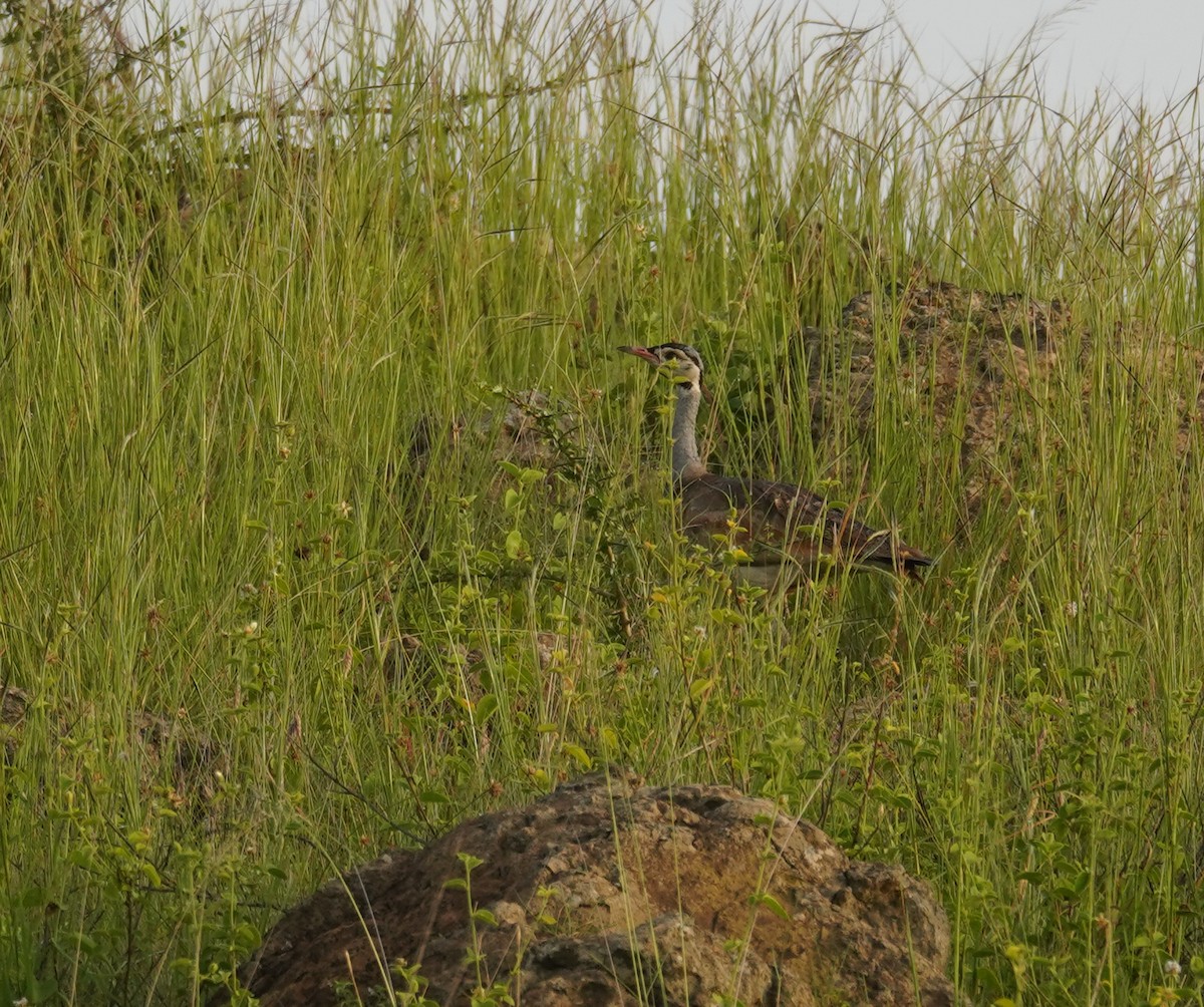 White-bellied Bustard - ML614788596