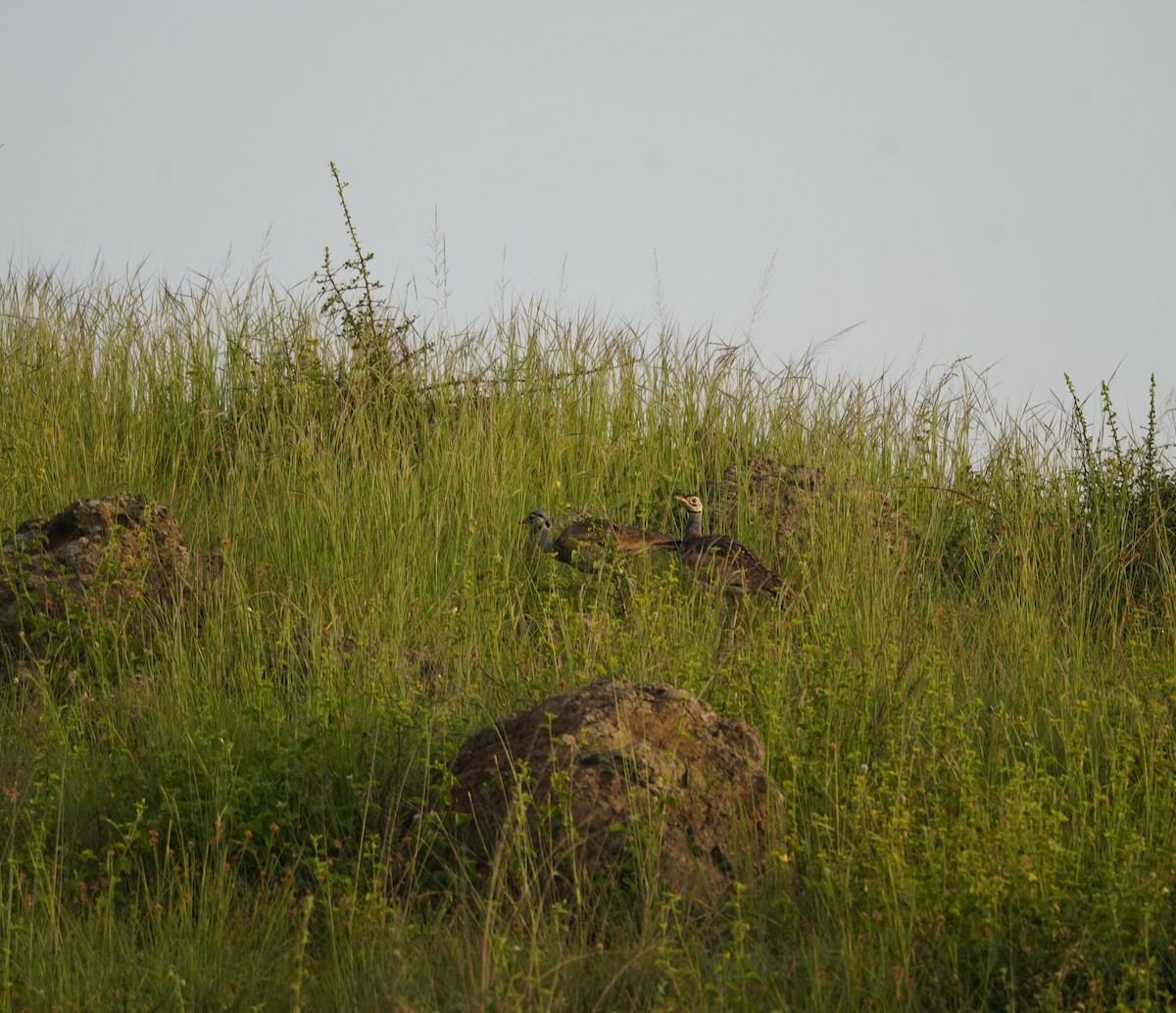 White-bellied Bustard - ML614788598