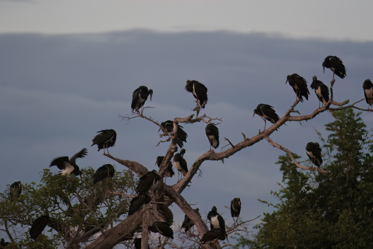 Abdim's Stork - ML614788734