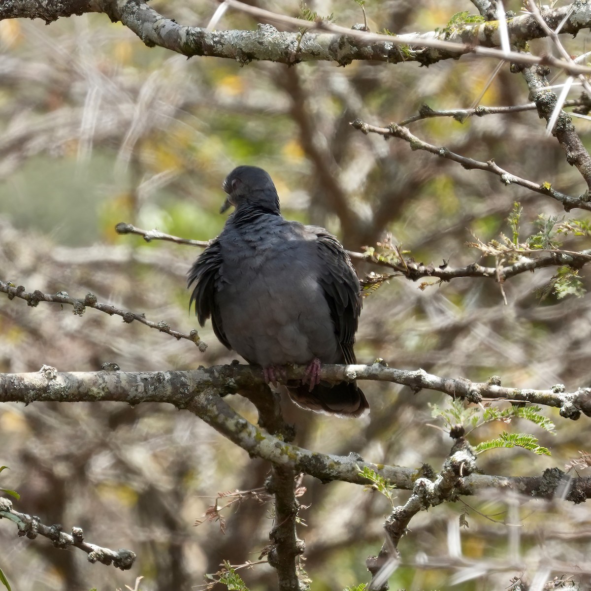 Dusky Turtle-Dove - ML614788764