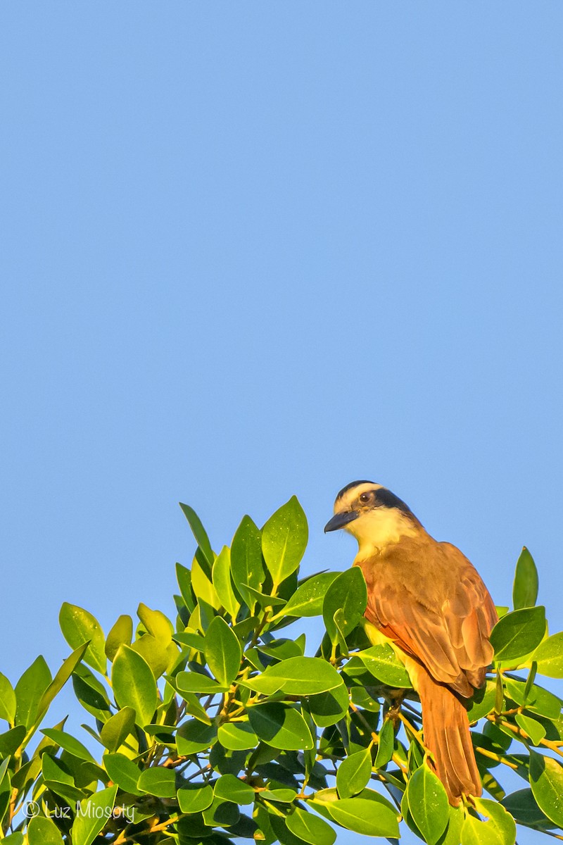 Great Kiskadee - ML614788909