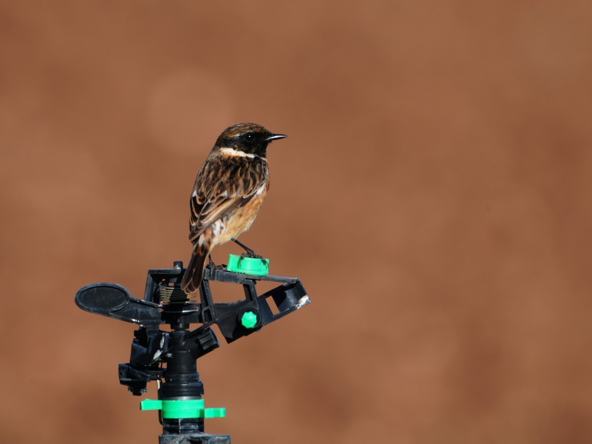 European Stonechat - ML614788918