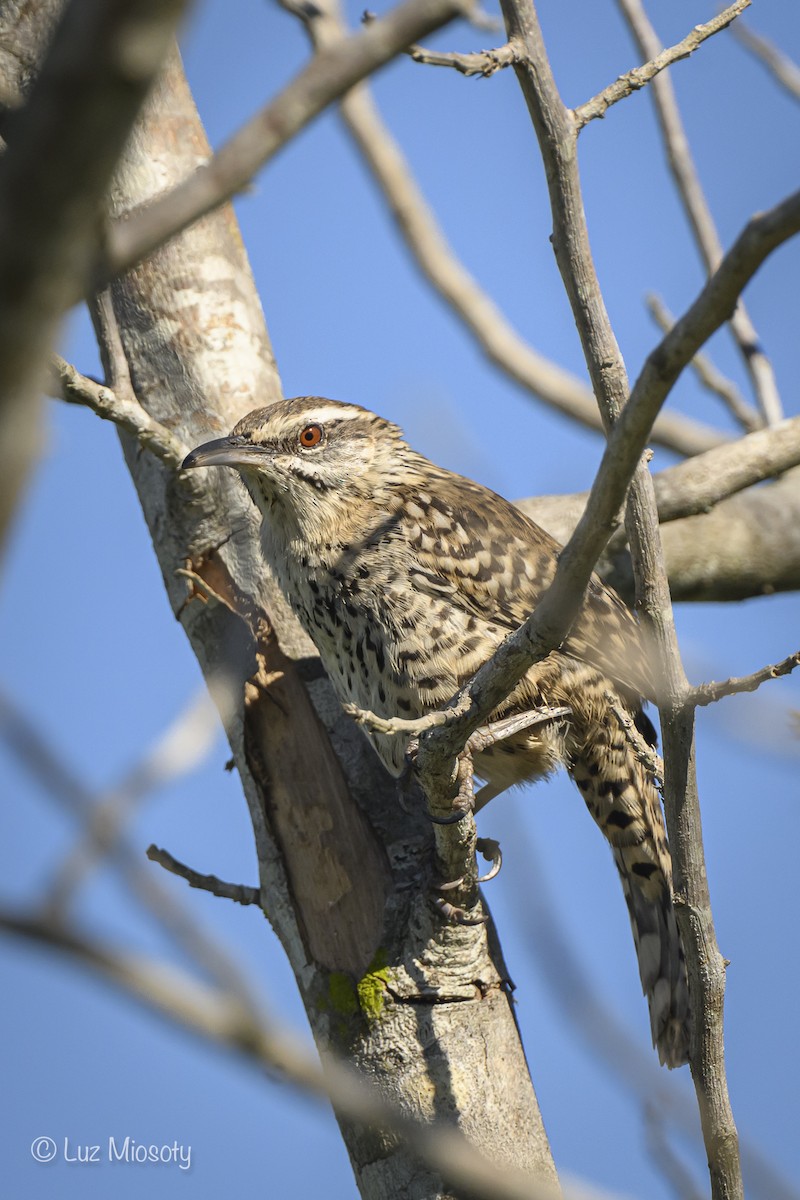 Yucatan Wren - ML614788960
