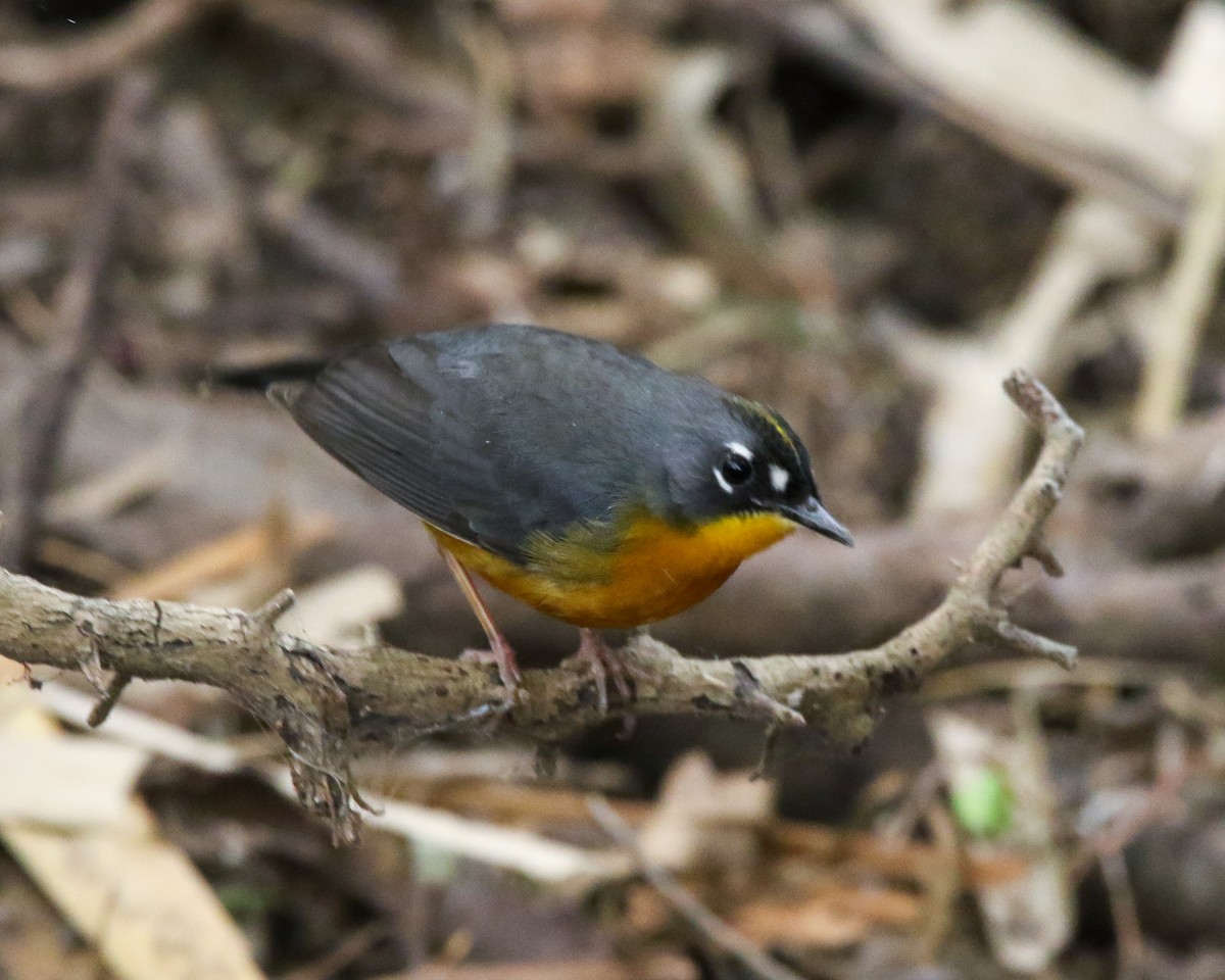 Fan-tailed Warbler - ML614788974