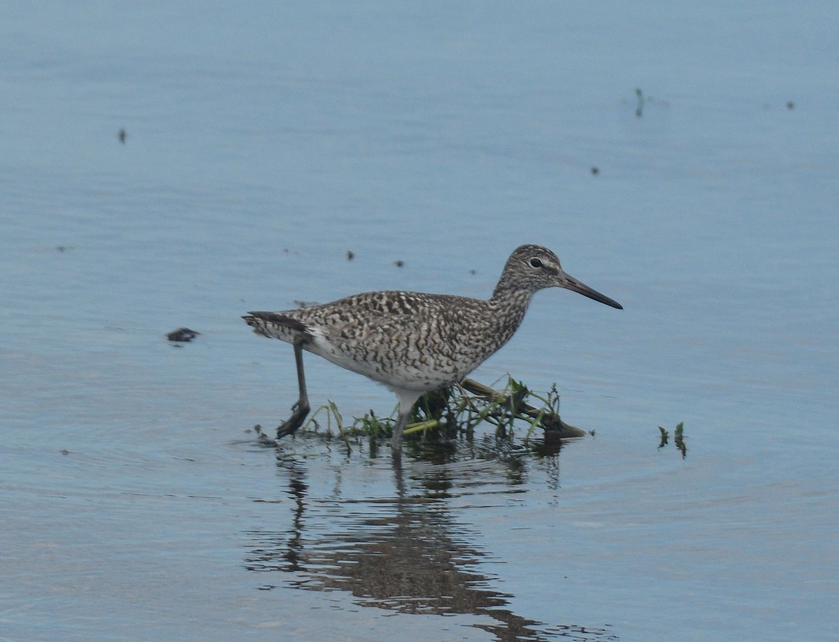 Playero Aliblanco (semipalmata) - ML61478901