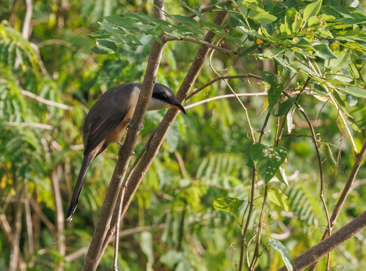 Mangrove Cuckoo - ML614789083