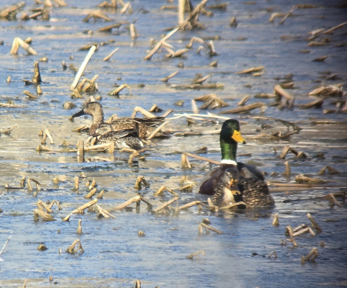 Green-winged Teal - ML614789084