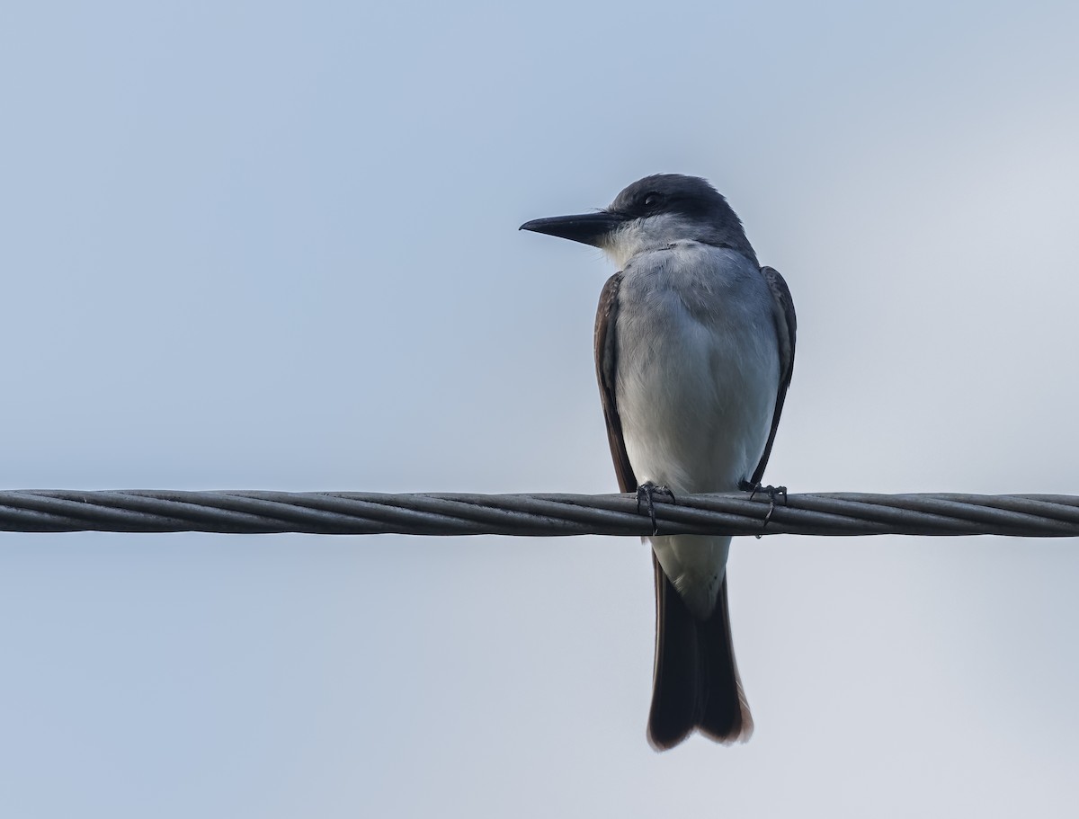 Gray Kingbird - Mike Edgecombe