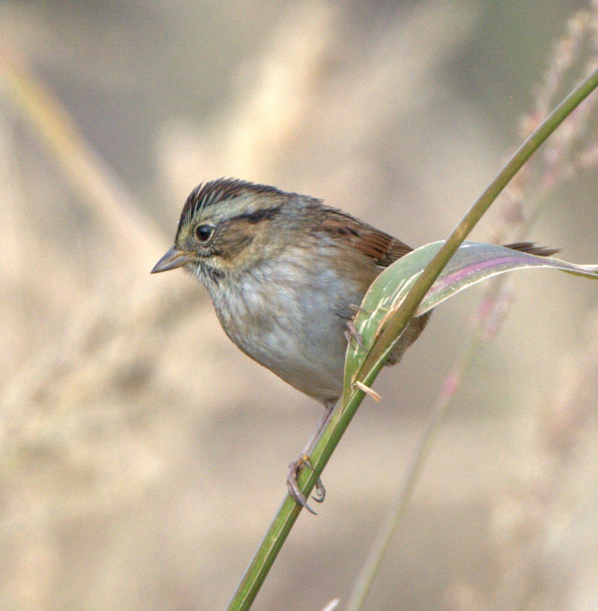 Swamp Sparrow - ML614789235