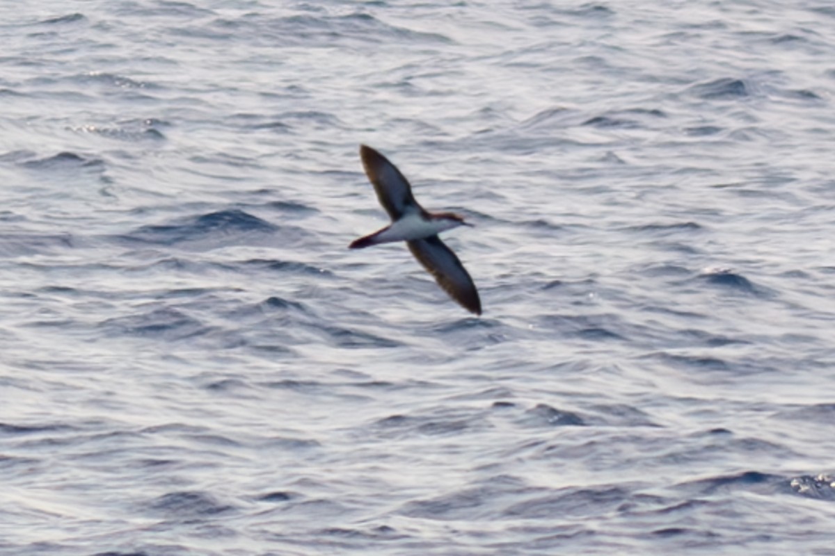 Audubon's Shearwater - Tanya Smythe