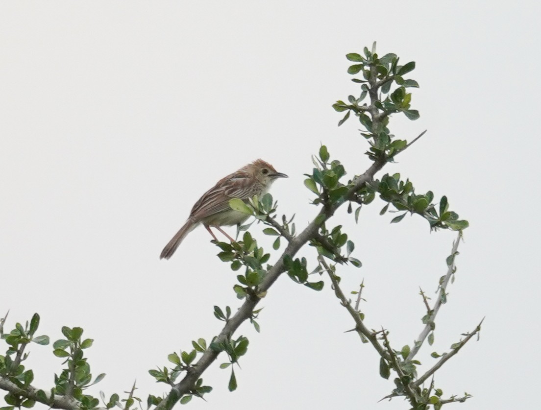 Ashy Cisticola - ML614789264