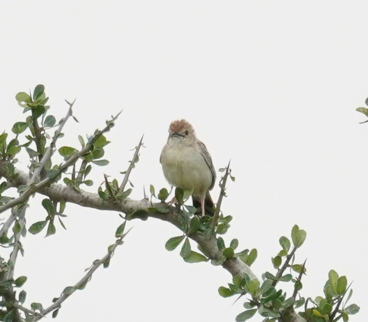 Ashy Cisticola - ML614789265