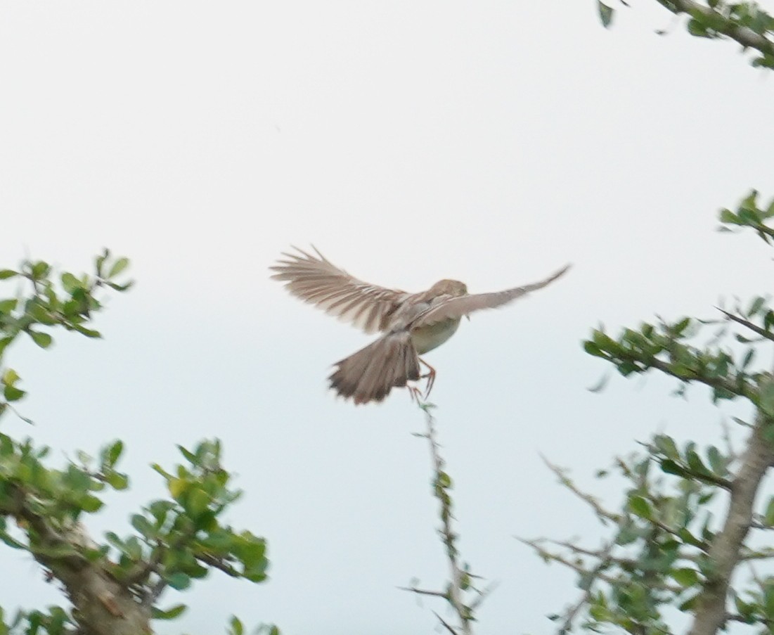 Ashy Cisticola - ML614789266