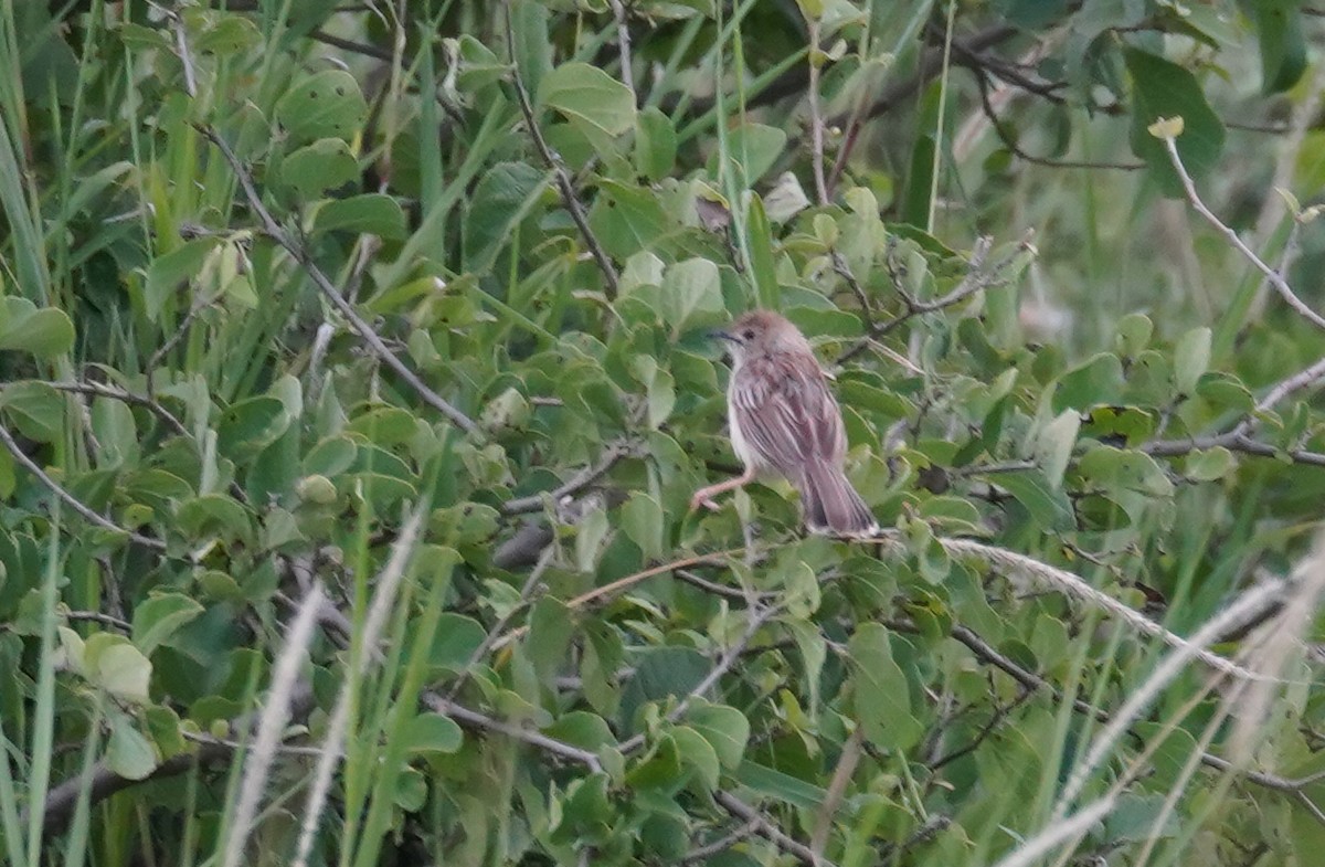 Ashy Cisticola - ML614789281