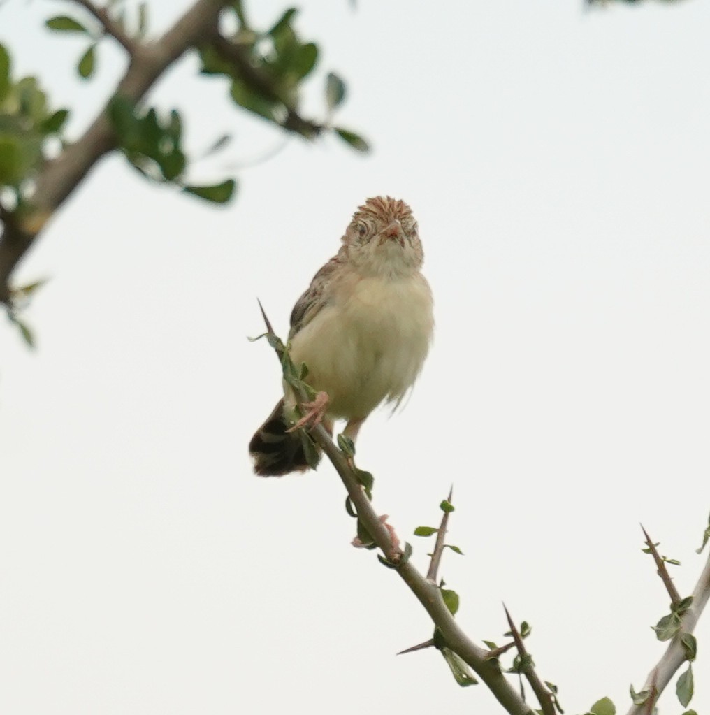 Ashy Cisticola - ML614789282