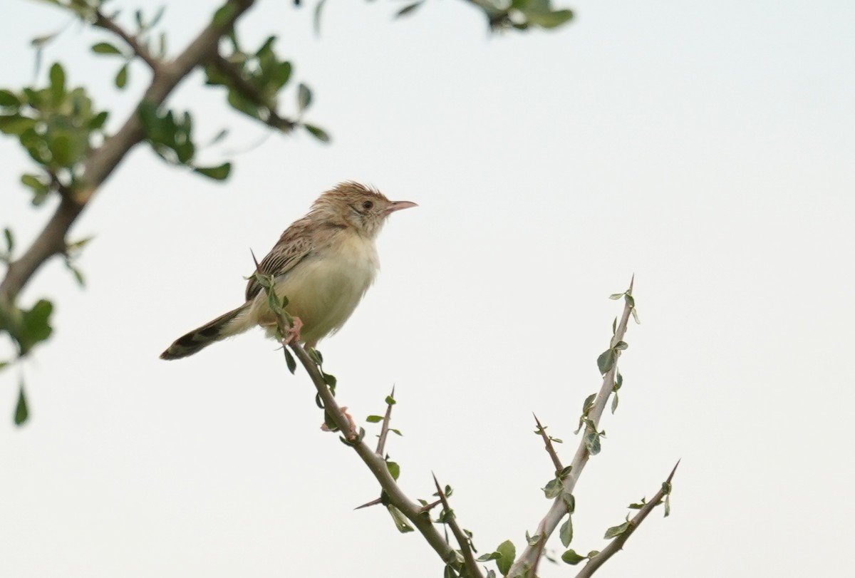 Ashy Cisticola - ML614789283