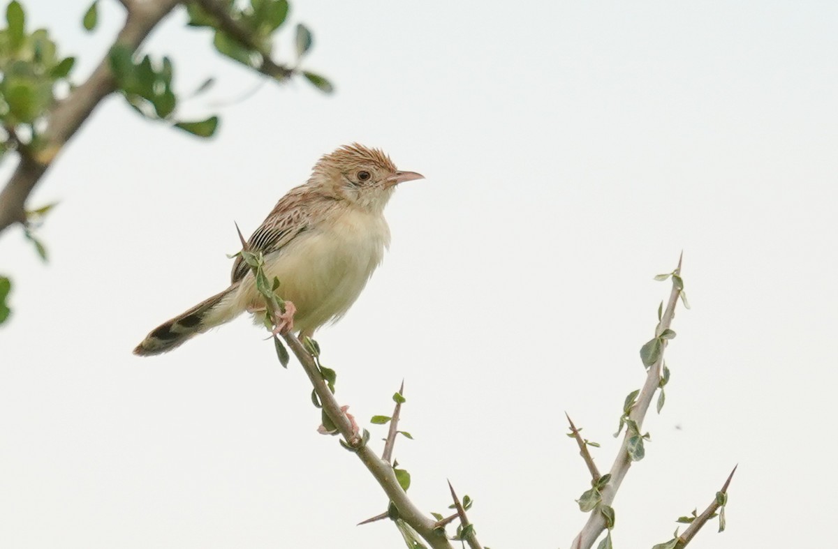 Ashy Cisticola - ML614789284