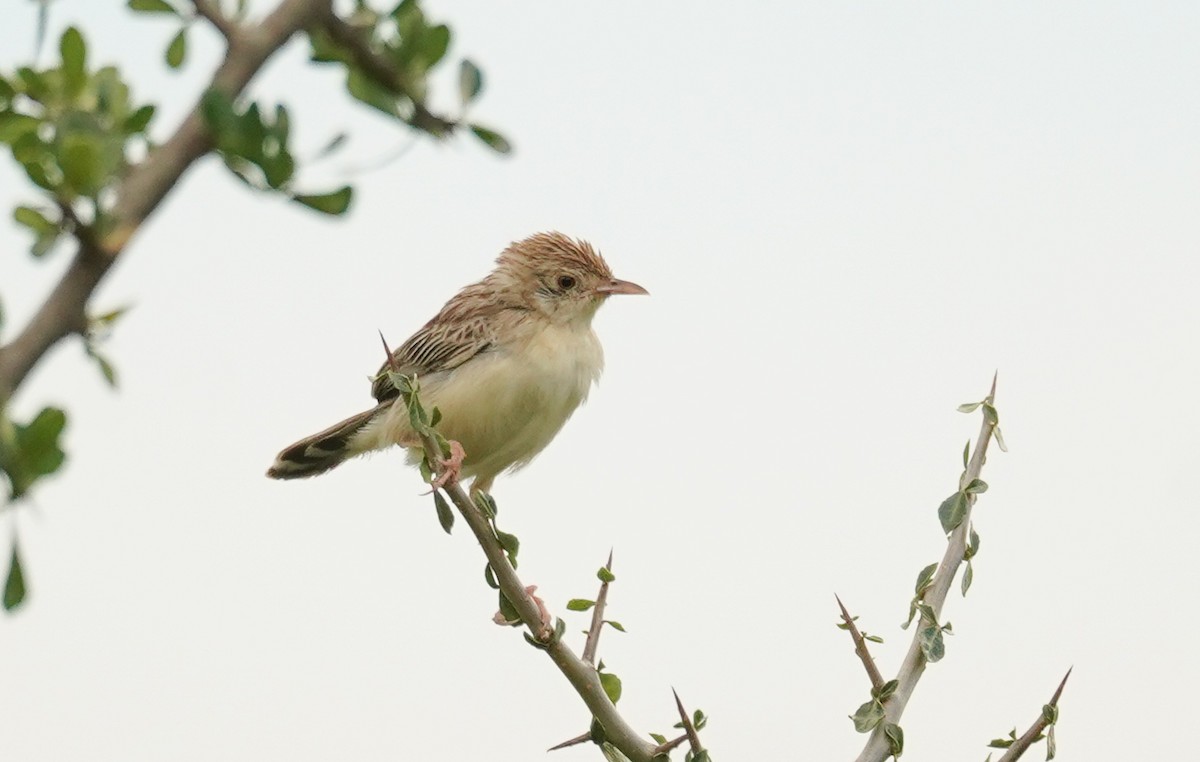 Ashy Cisticola - ML614789285