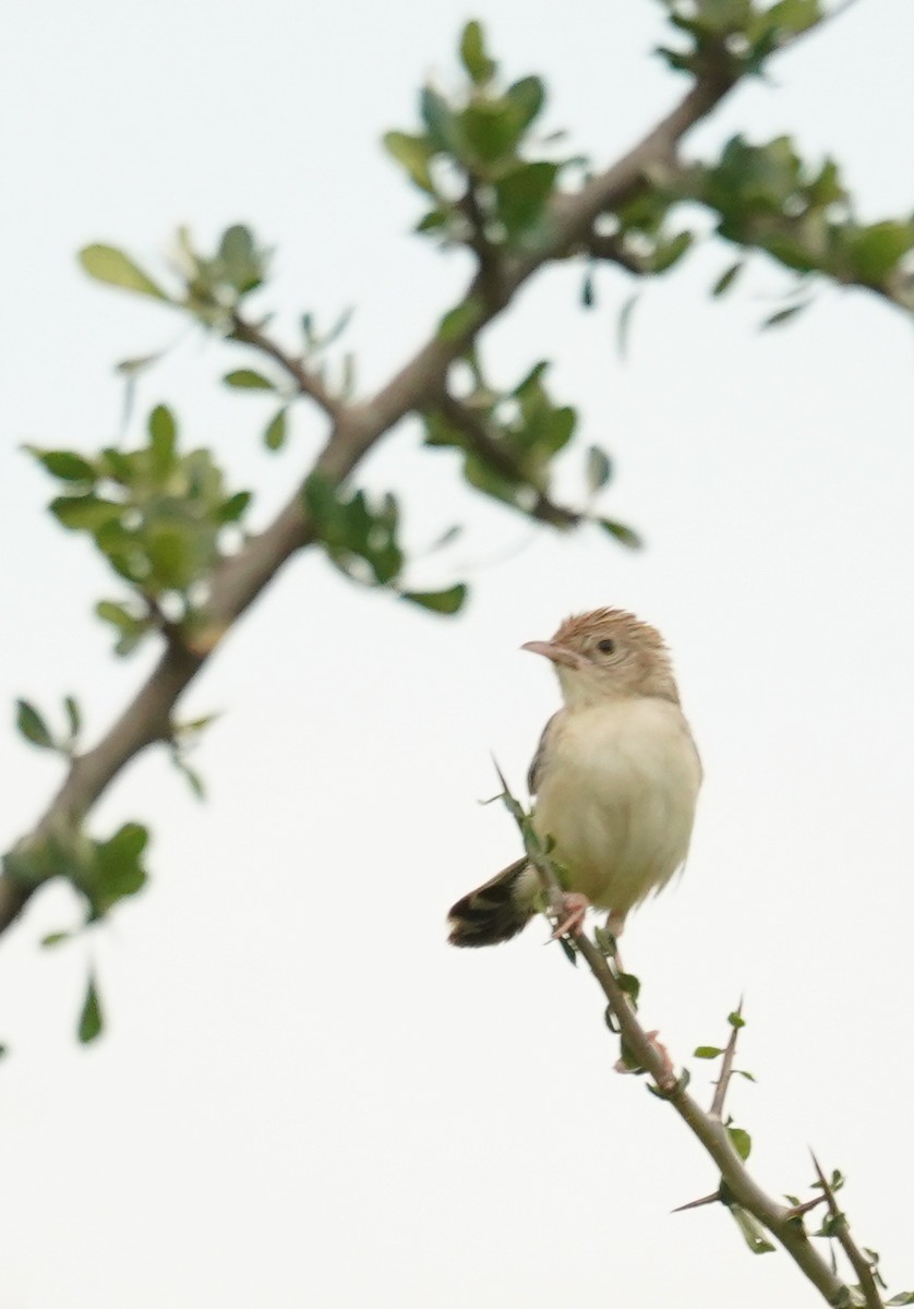 Ashy Cisticola - ML614789287