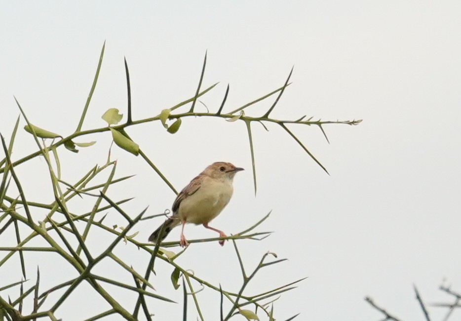 Ashy Cisticola - ML614789289