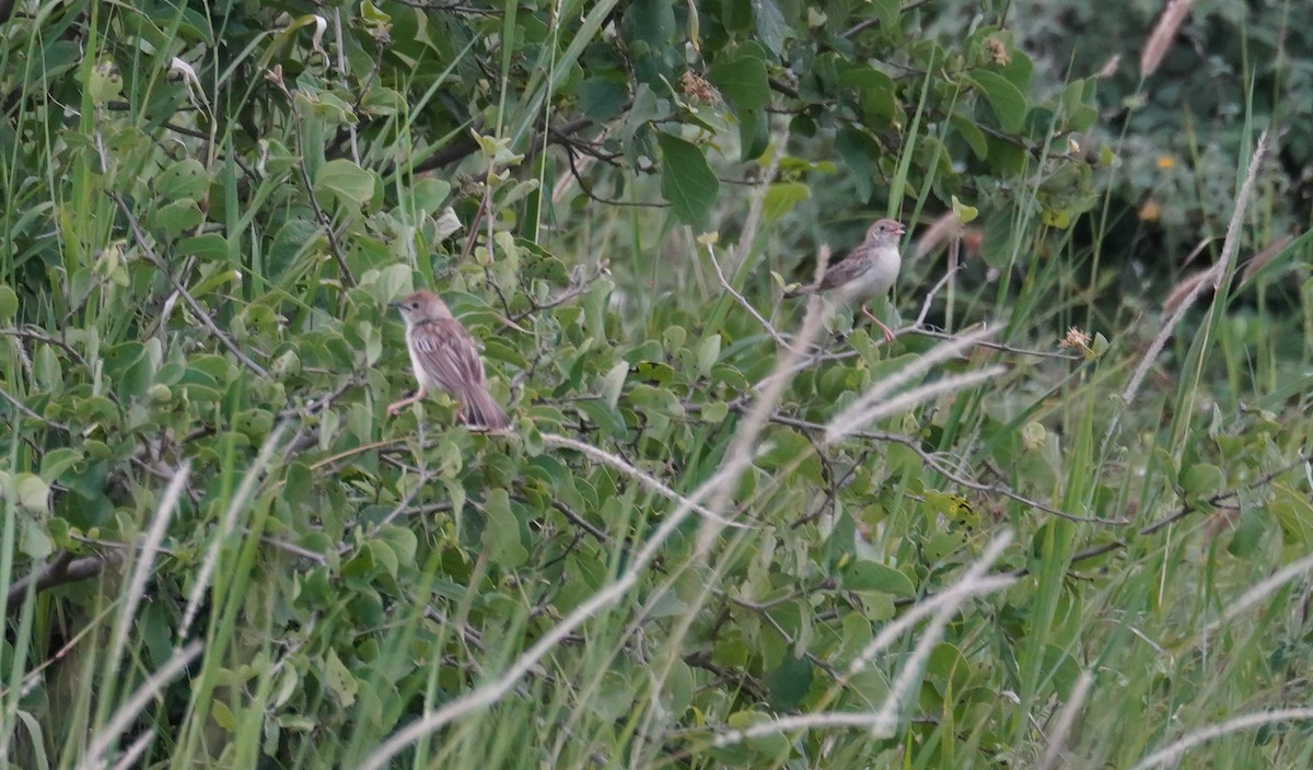 Ashy Cisticola - ML614789290