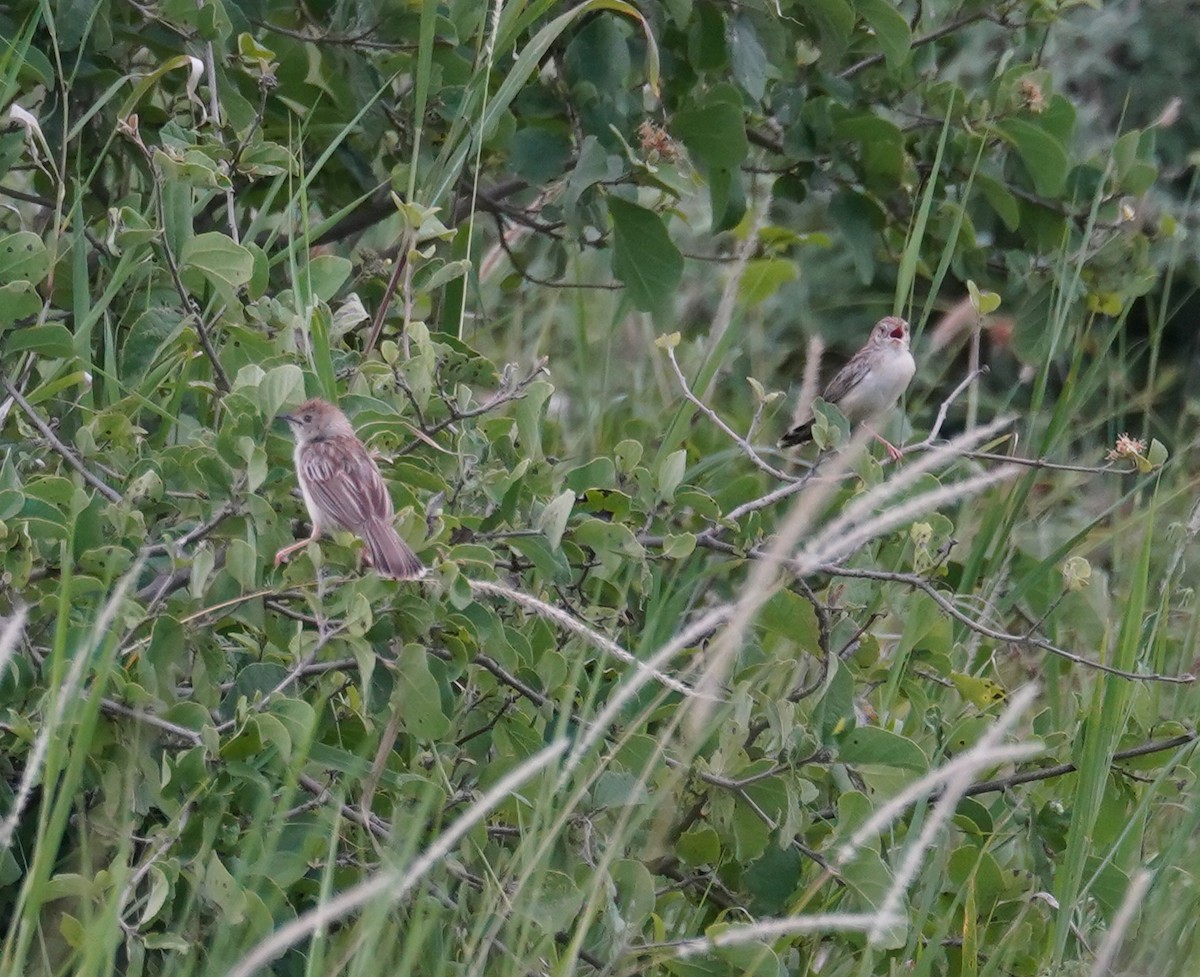 Ashy Cisticola - ML614789291