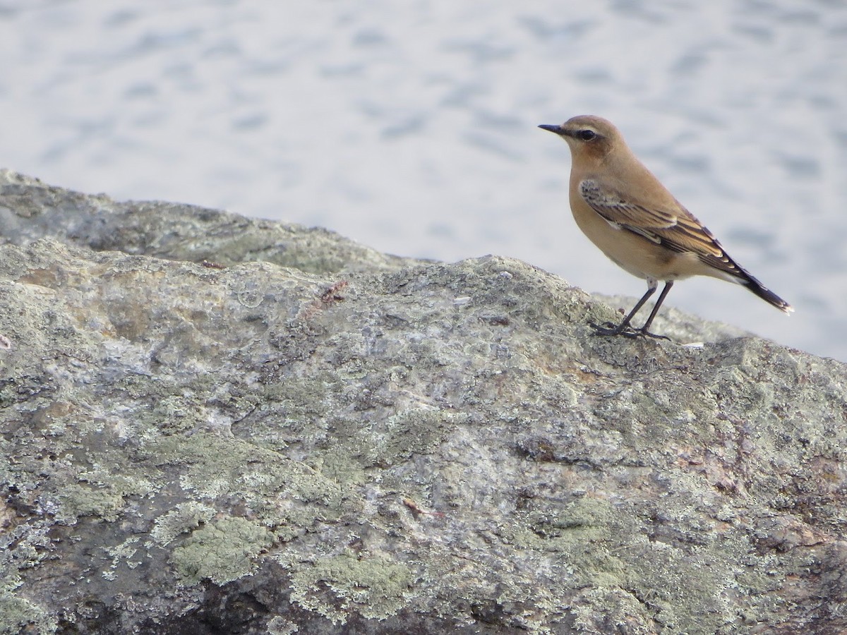 Northern Wheatear - ML614789330