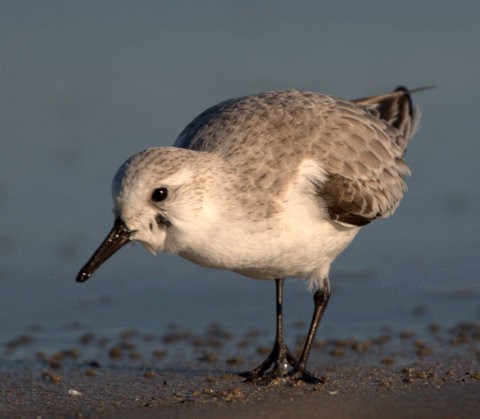 Sanderling - ML614789339