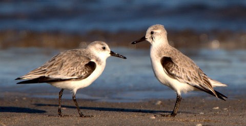 Sanderling - ML614789352