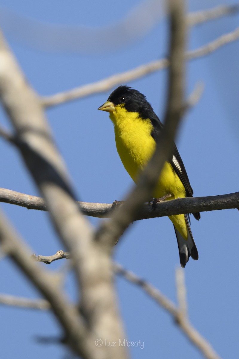 Lesser Goldfinch - ML614789362