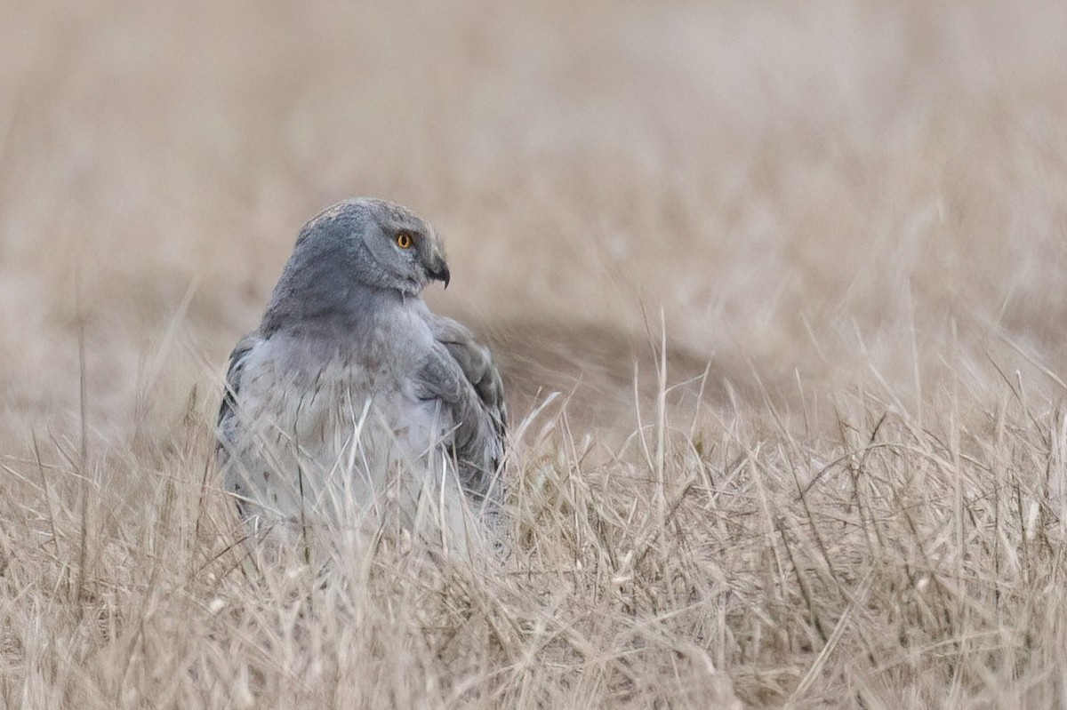 Northern Harrier - Traci Gentry