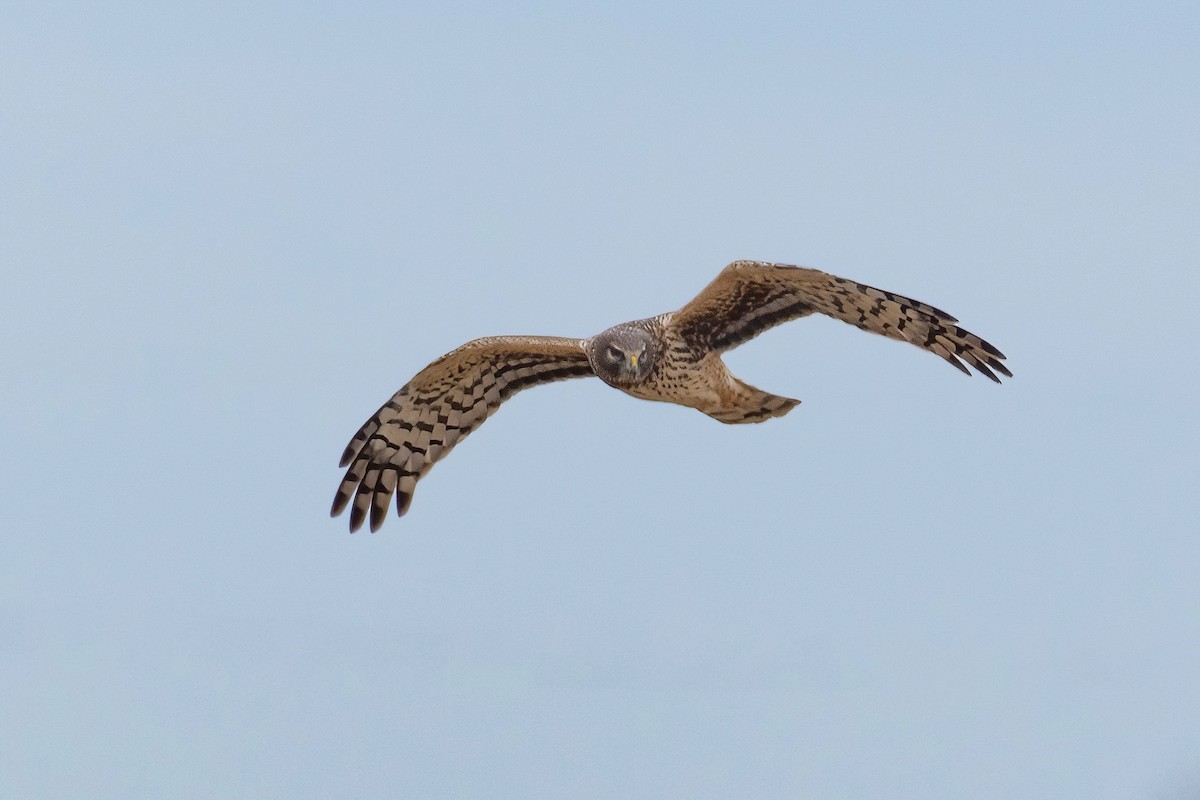 Northern Harrier - ML614789369