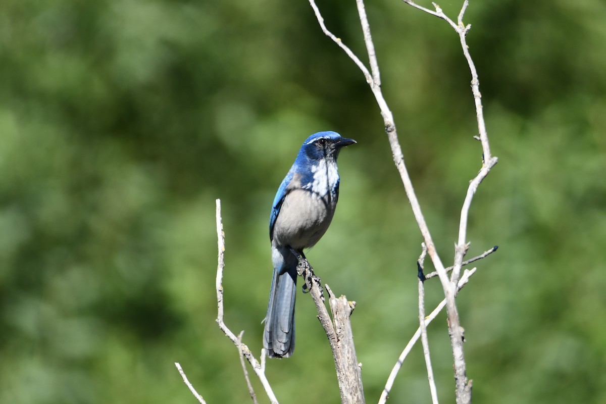 California Scrub-Jay - Nolan Boronka