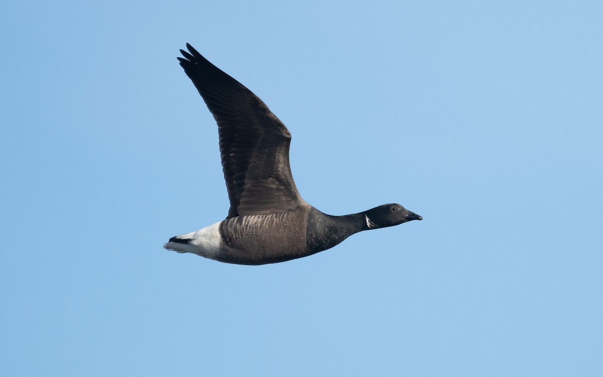 Brant (Dark-bellied) - ML614789382