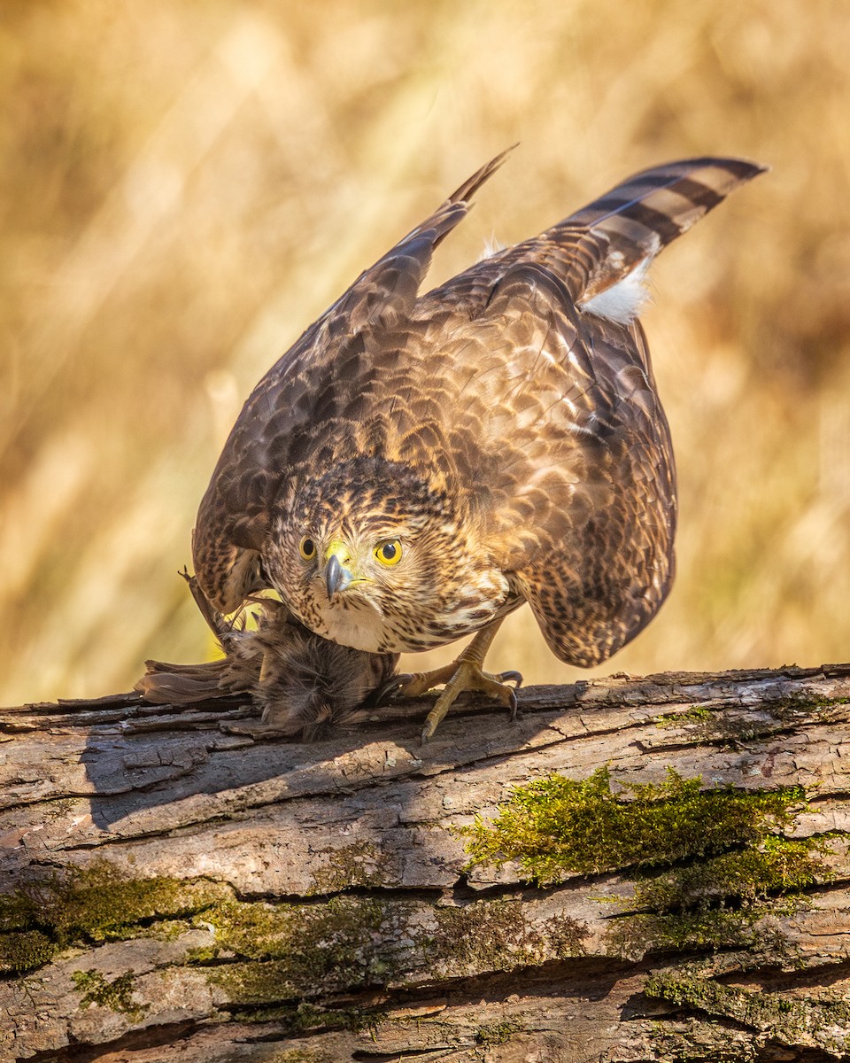 Cooper's Hawk - ML614789384