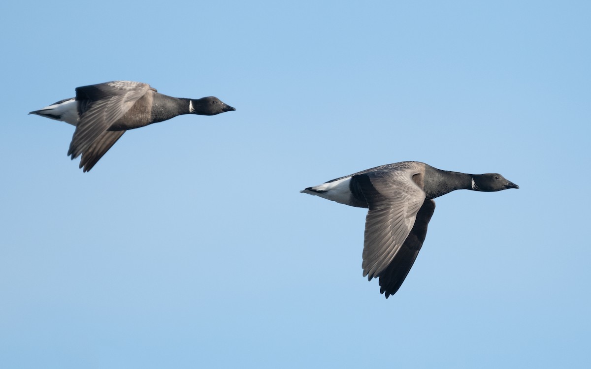 Brant (Dark-bellied) - ML614789387