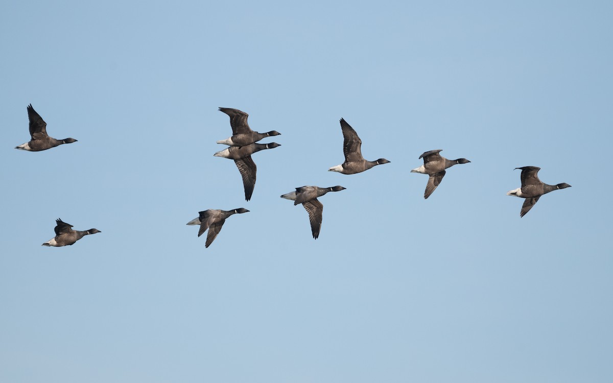 Brant (Dark-bellied) - ML614789388