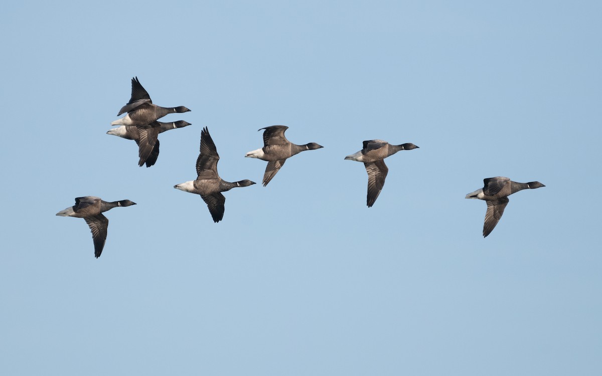 Brant (Dark-bellied) - ML614789391