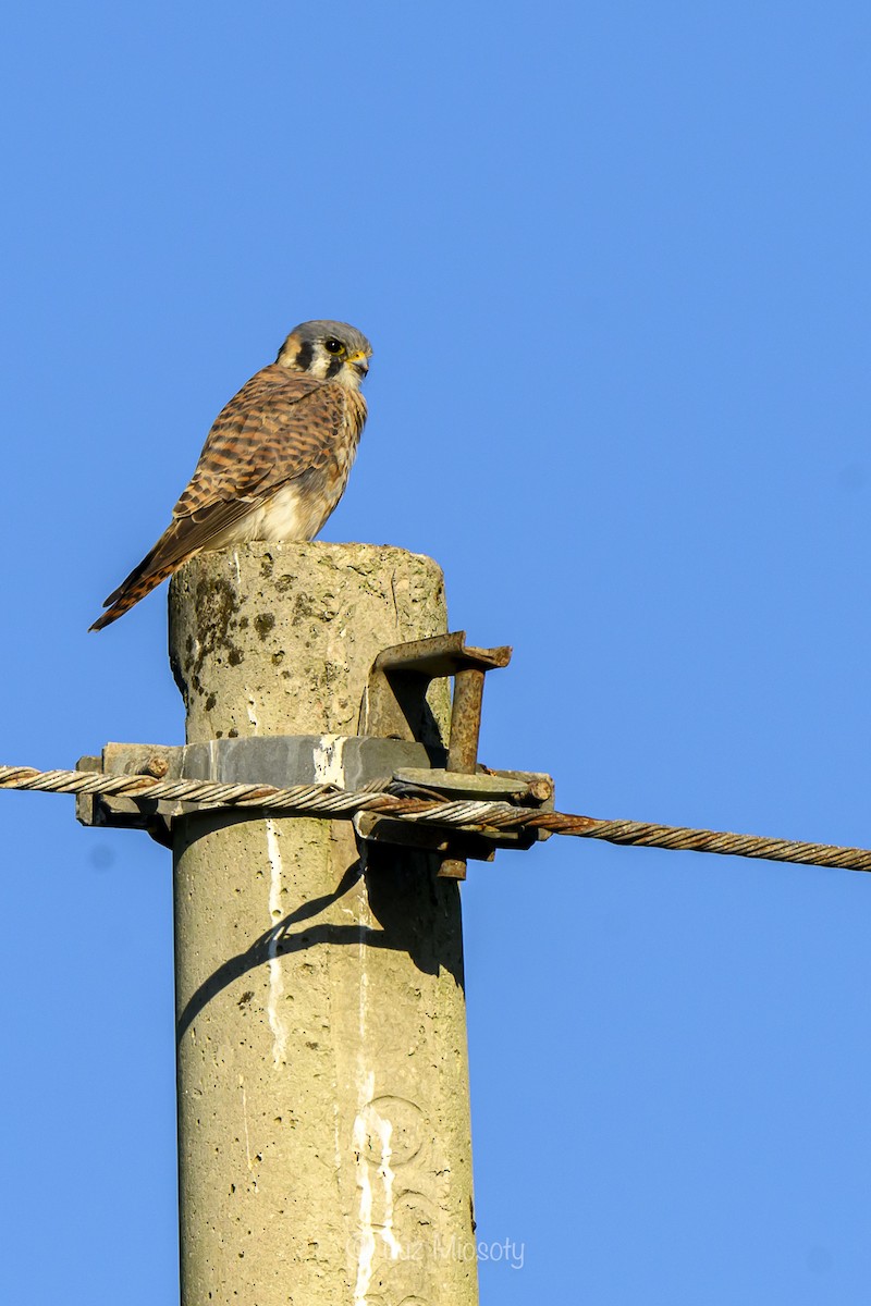 American Kestrel - ML614789434