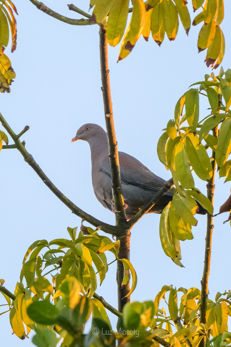 Red-billed Pigeon - ML614789535