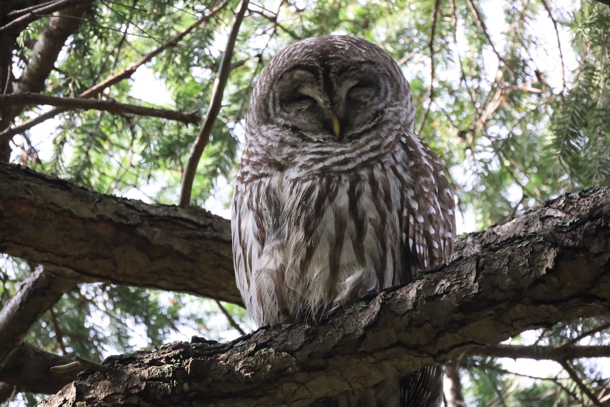 Barred Owl - ML614789669