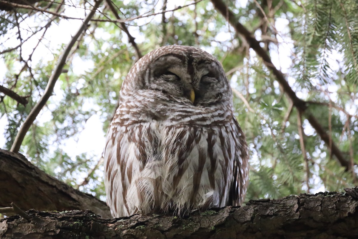 Barred Owl - ML614789670