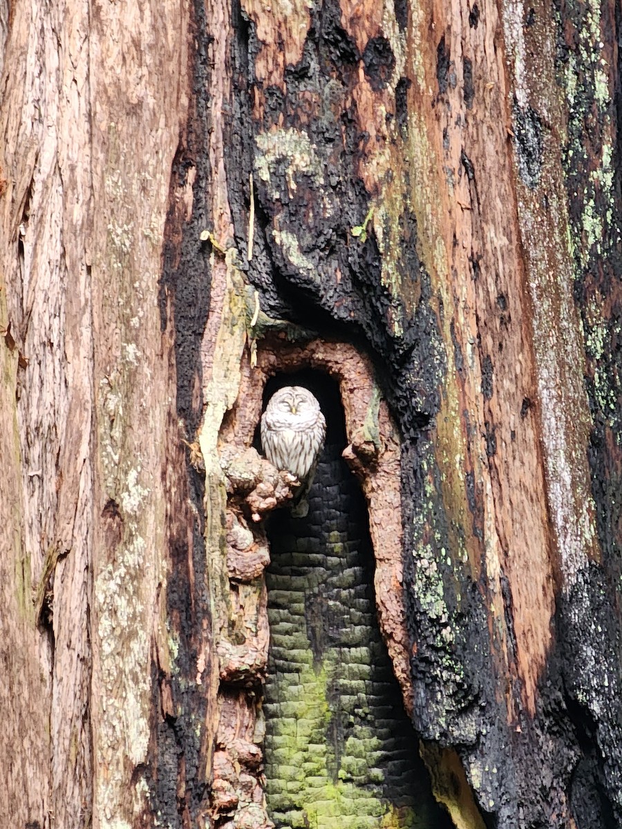 Barred Owl - Monica Stupaczuk