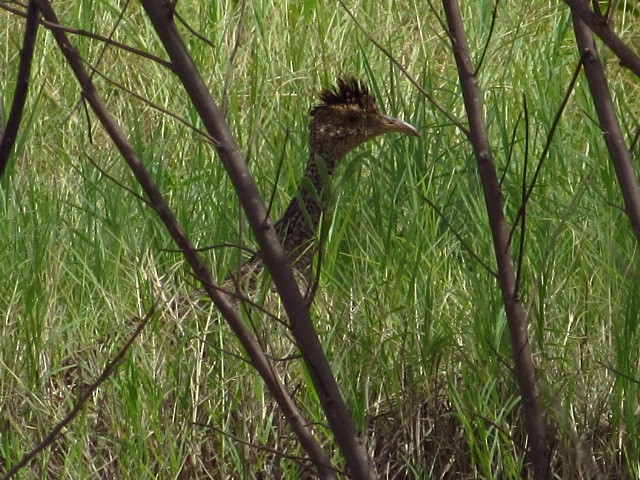 Brushland Tinamou - Hugo Rodriguez