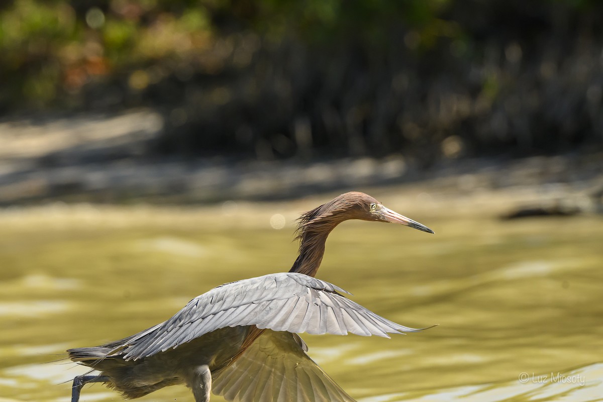 Reddish Egret - Mio Winkle