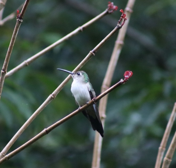 Wedge-tailed Sabrewing - Jose Manuel Basurto Rodriguez