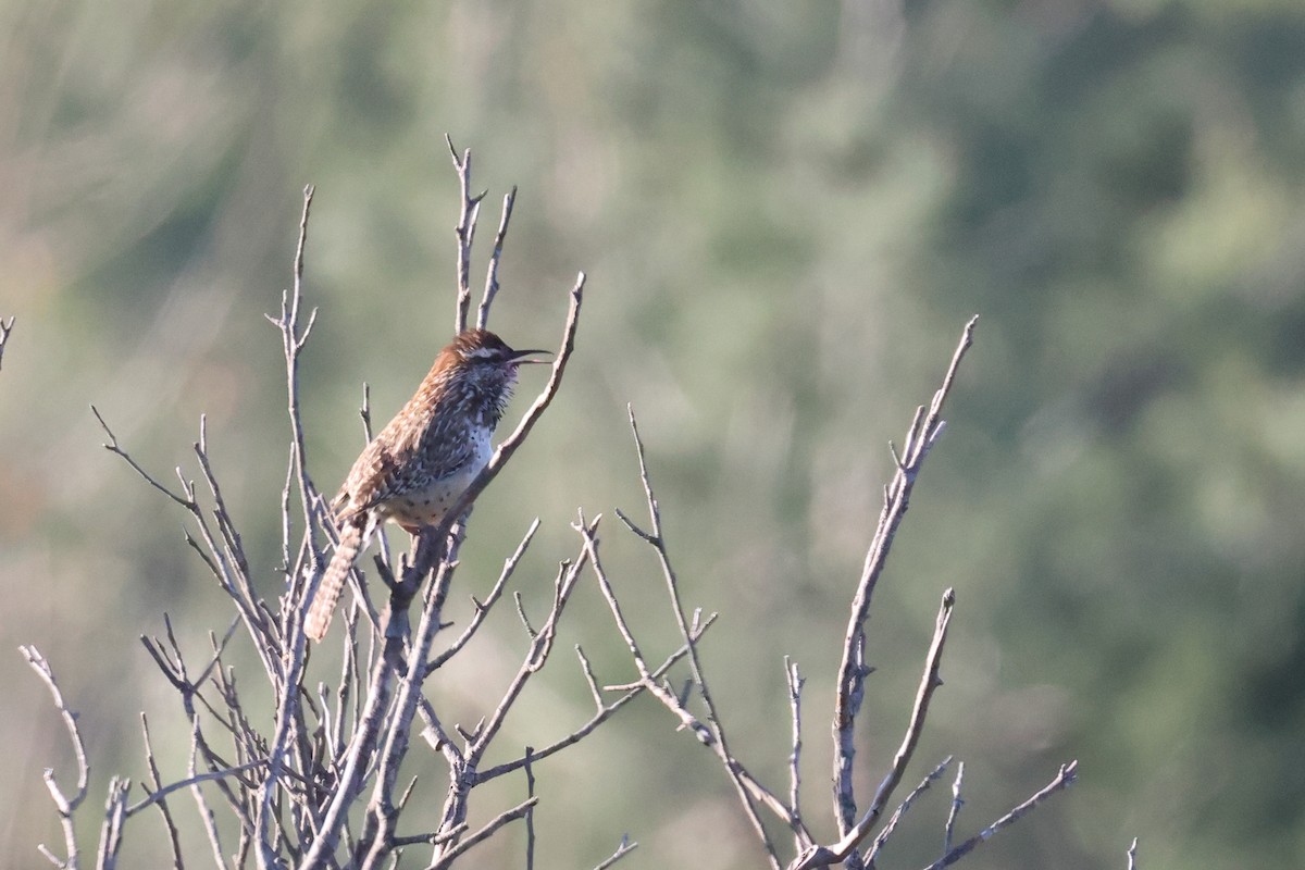 Cactus Wren - Tom Fangrow