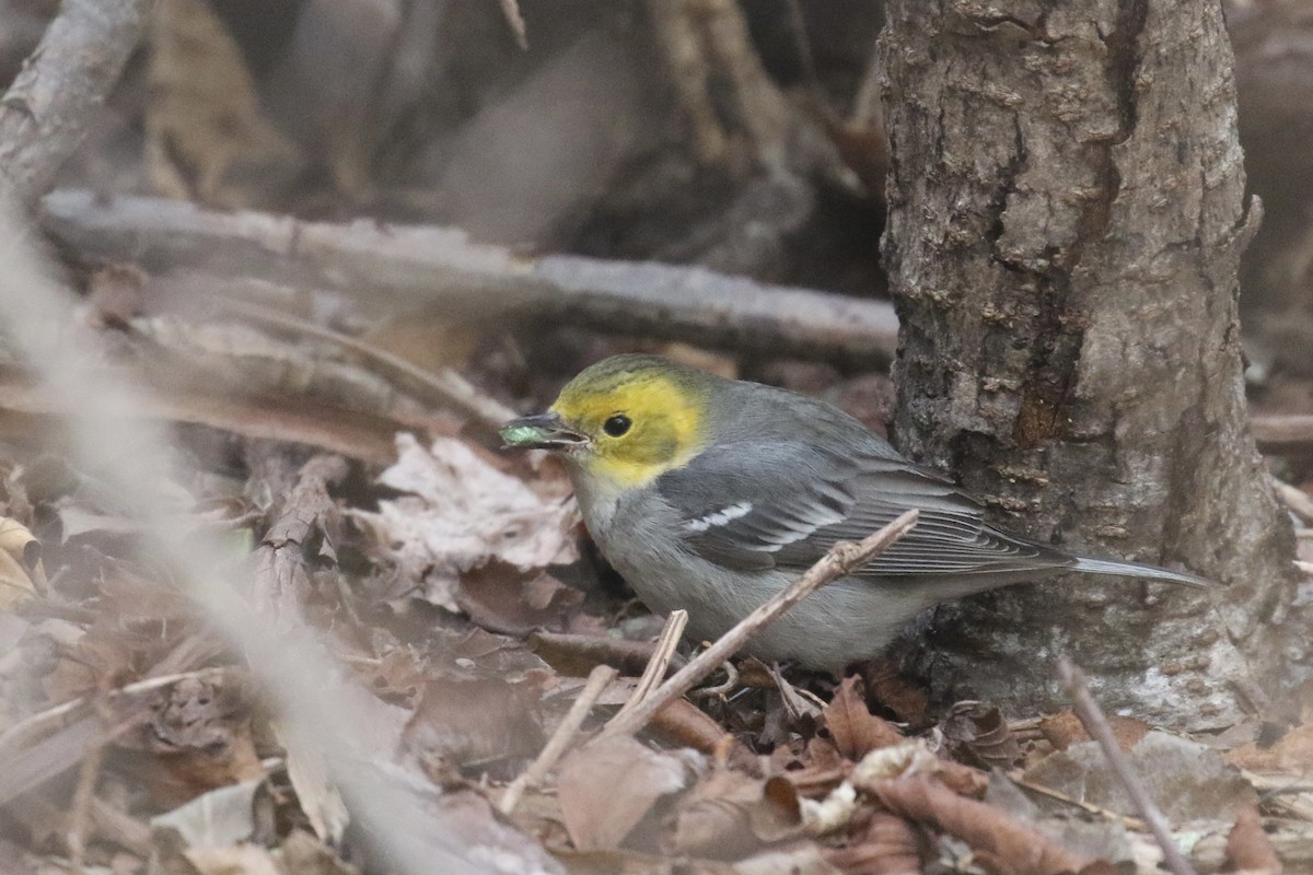Hermit Warbler - ML614789904