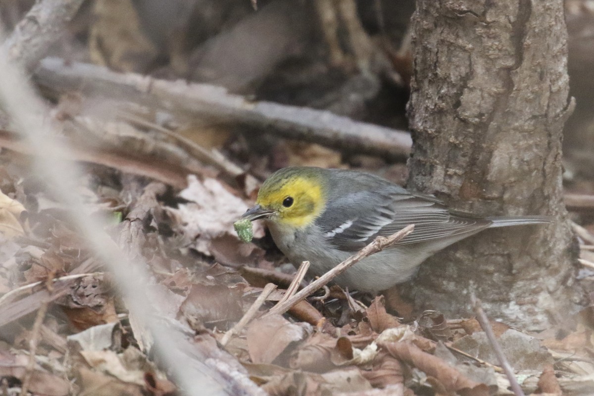 Hermit Warbler - ML614789925