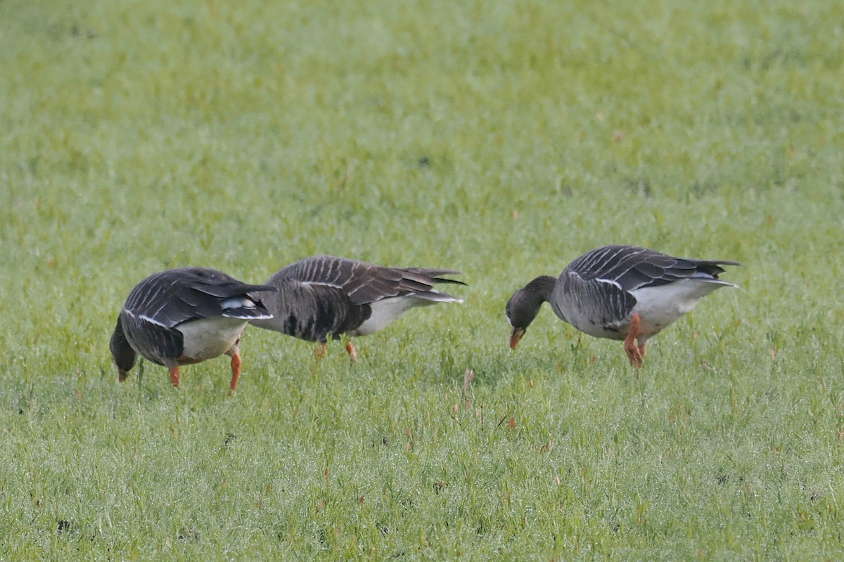 Greater White-fronted Goose - ML614790021